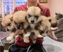 Продавам малки кучета порода Японска Акита ину