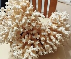 Корал огромен естествен бял австралийски